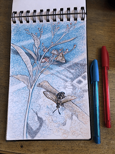 Field Sketching with Color