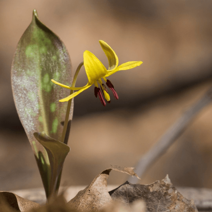 Forest Bathing Retreat: Spring Awakening & Renewal