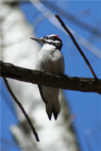 Birding for Beginners