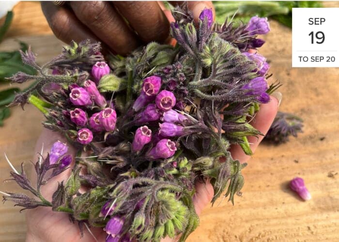 Ritual Herbalism Immersion