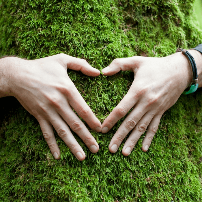 Forest Bathing: A Heart-Centered Retreat