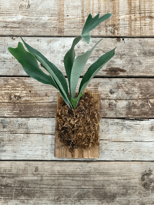 Mounting Staghorn Ferns on Wood: Hands-on Workshop
