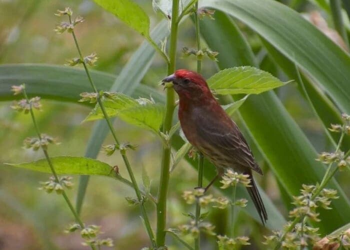 Bird-Friendly Gardening with Tom Tribble