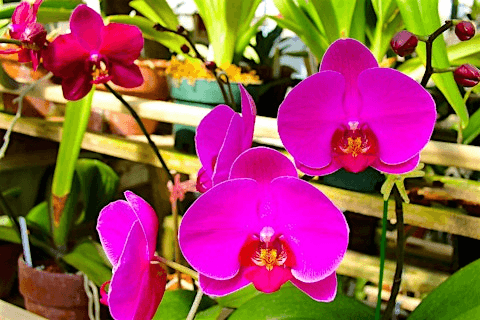 The Basics of Orchid Care & Maintenance in Asheville
