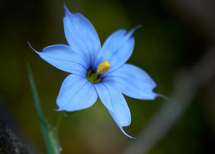 Wildflower Photography With Intention: Composition, Light, and Story