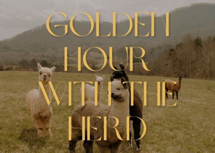 Golden Hour with the Herd