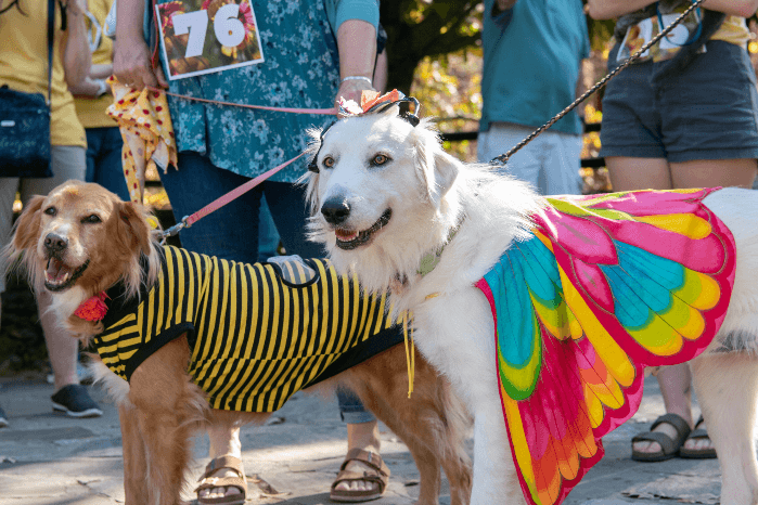 Tricks-n-Treats Dog Festival