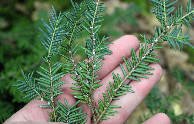 Hemlock Stream Health Hike with Hemlock Restoration Initiative