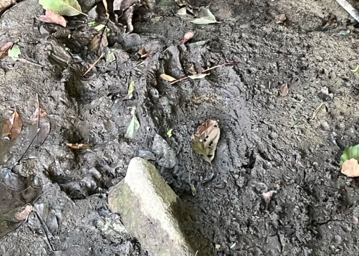Wildlife Tracking Webinar