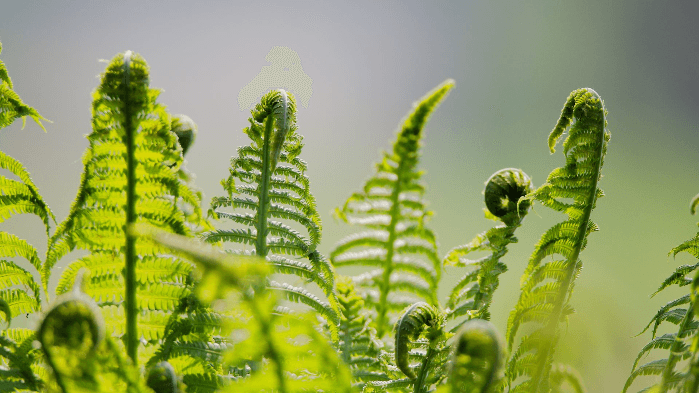 Ferns and Friends
