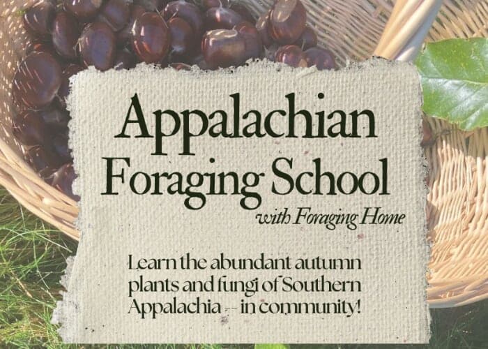 Appalachian Foraging School