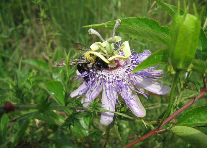 Summer Edible Plants with Roots Marshall