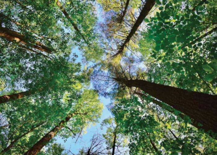 Arbor Day in the RAD