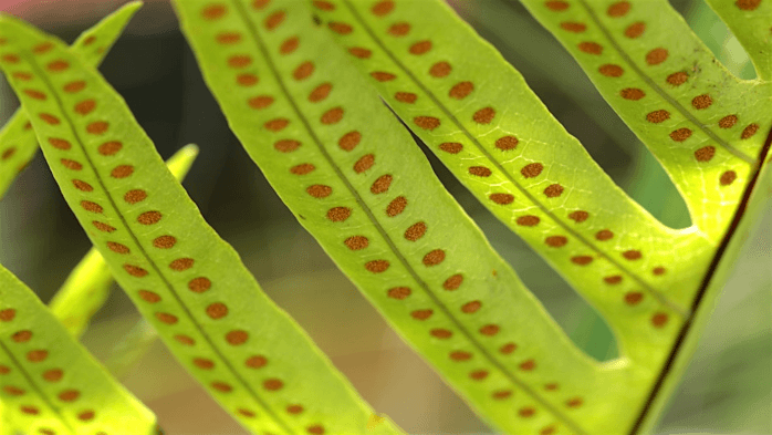 Genetics and Reproduction of Plants