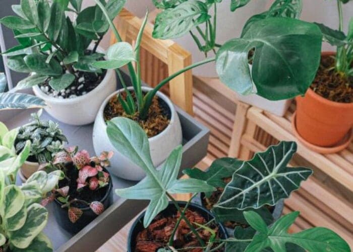 Houseplant 101 • Free Seminar