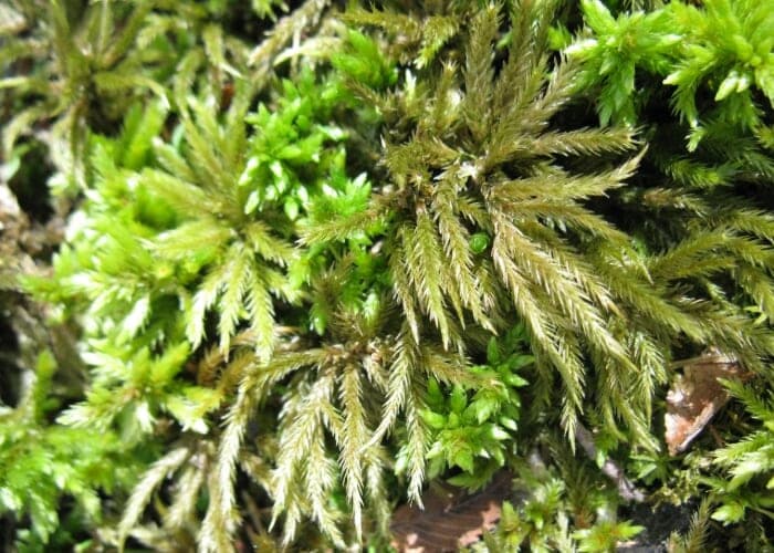 Small Wonders in Spring: A Moss & Lichen Walk with Sue Studlar