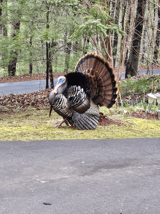 Avian Relationships Around the World