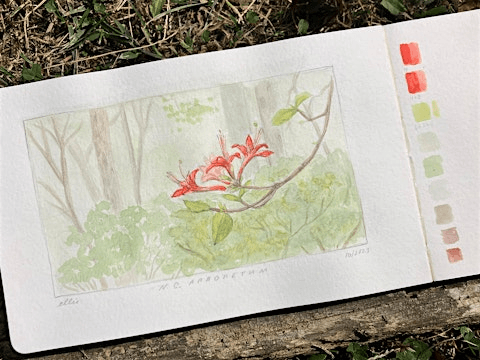 The Art and Science of Drawing Plants: Field Studies