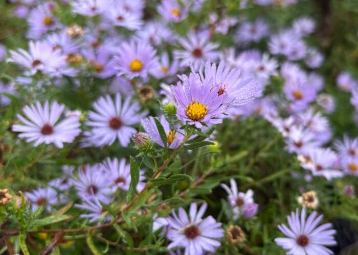 Plant show - native perennials and more for your fall garden