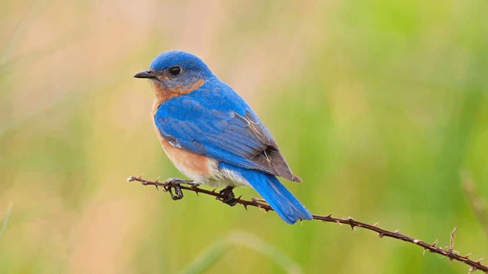 All About Bluebirds