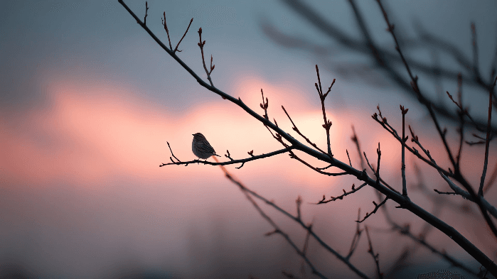 Evening Birding Field Trip - Mills River Park