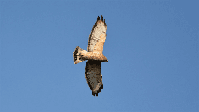 Hawkwatch at Grandfather Mountain