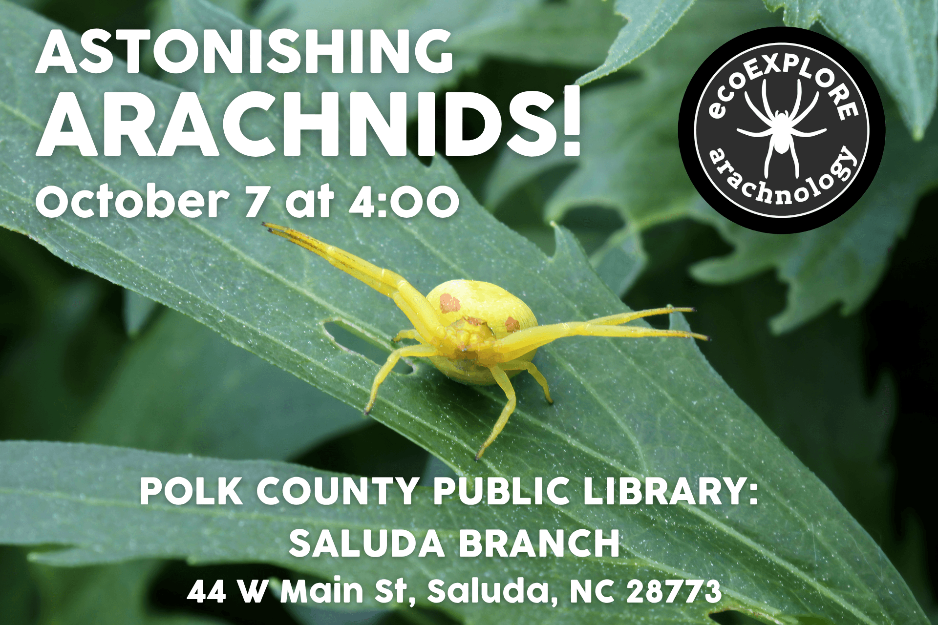 Astonishing Arachnids