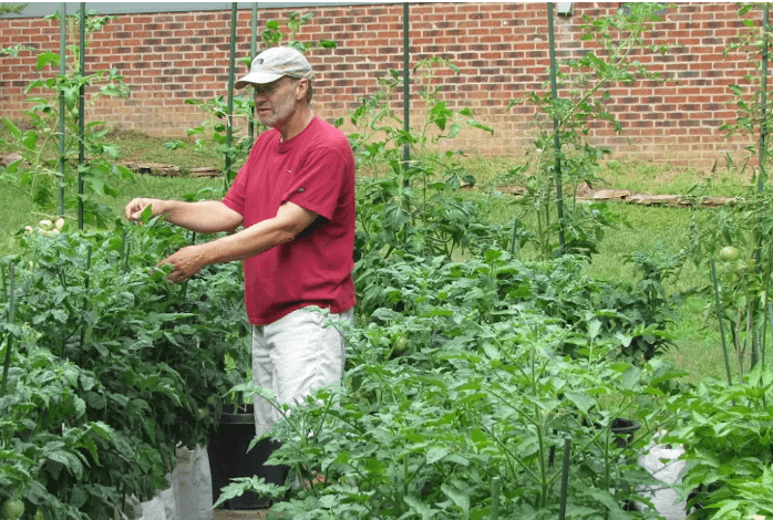 Gardening in the Mountains: Epic Tomatoes–Dwarf Tomatoes