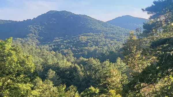 Nature's Comfort Healing Walk