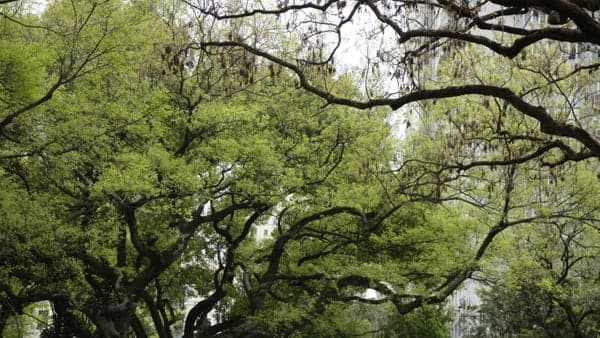 WNC Sierra Club 6/3: The Environmental Benefits of Urban Forests