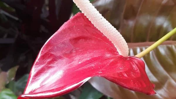 Walk Biltmore Estate's Deer Park Trail on National Chocolate Covered Cherry Day