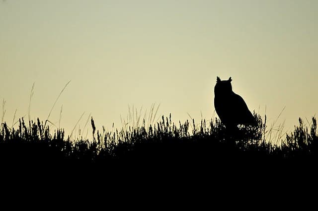 All Things Appalachia: Light Pollution and Wildlife
