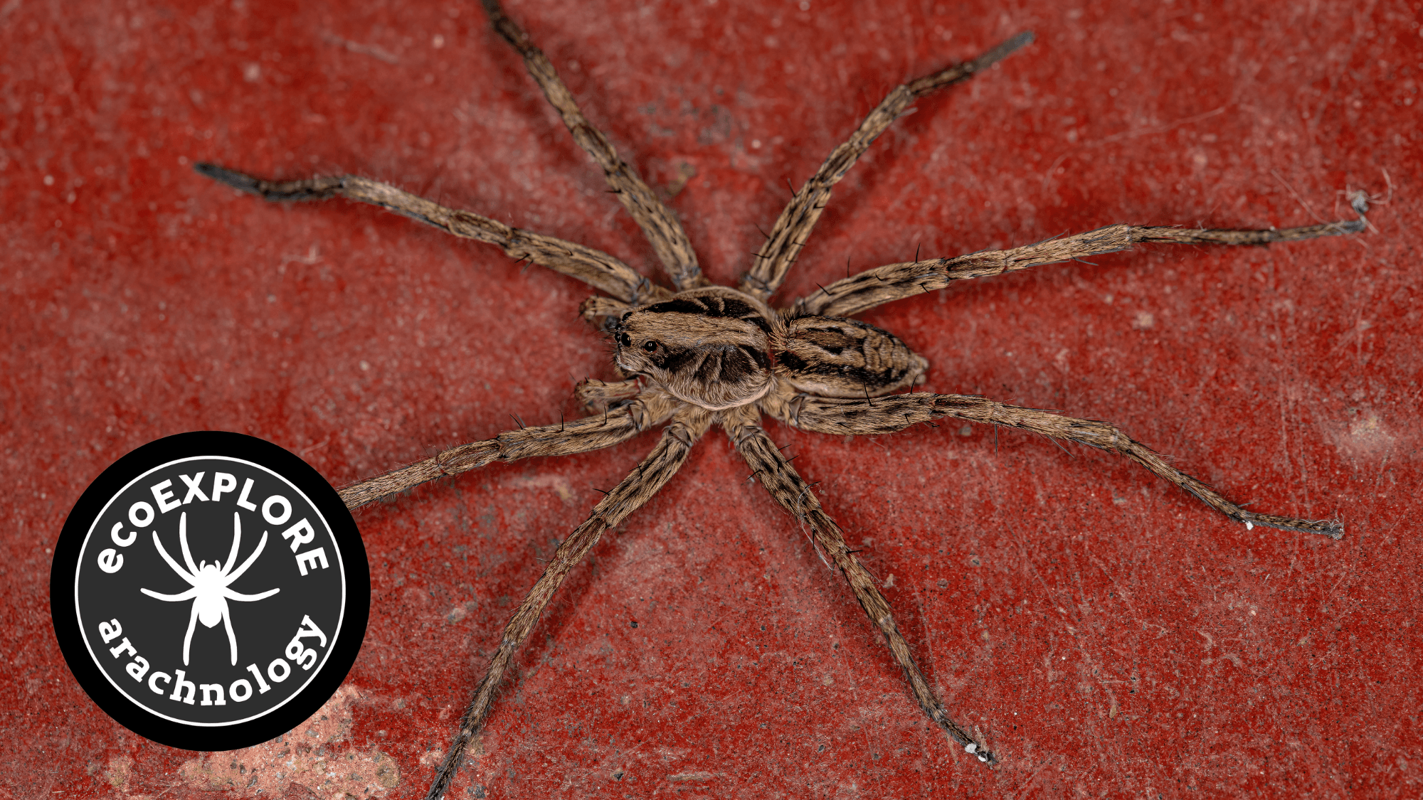 ecoEXPLORE Program: Arachnology