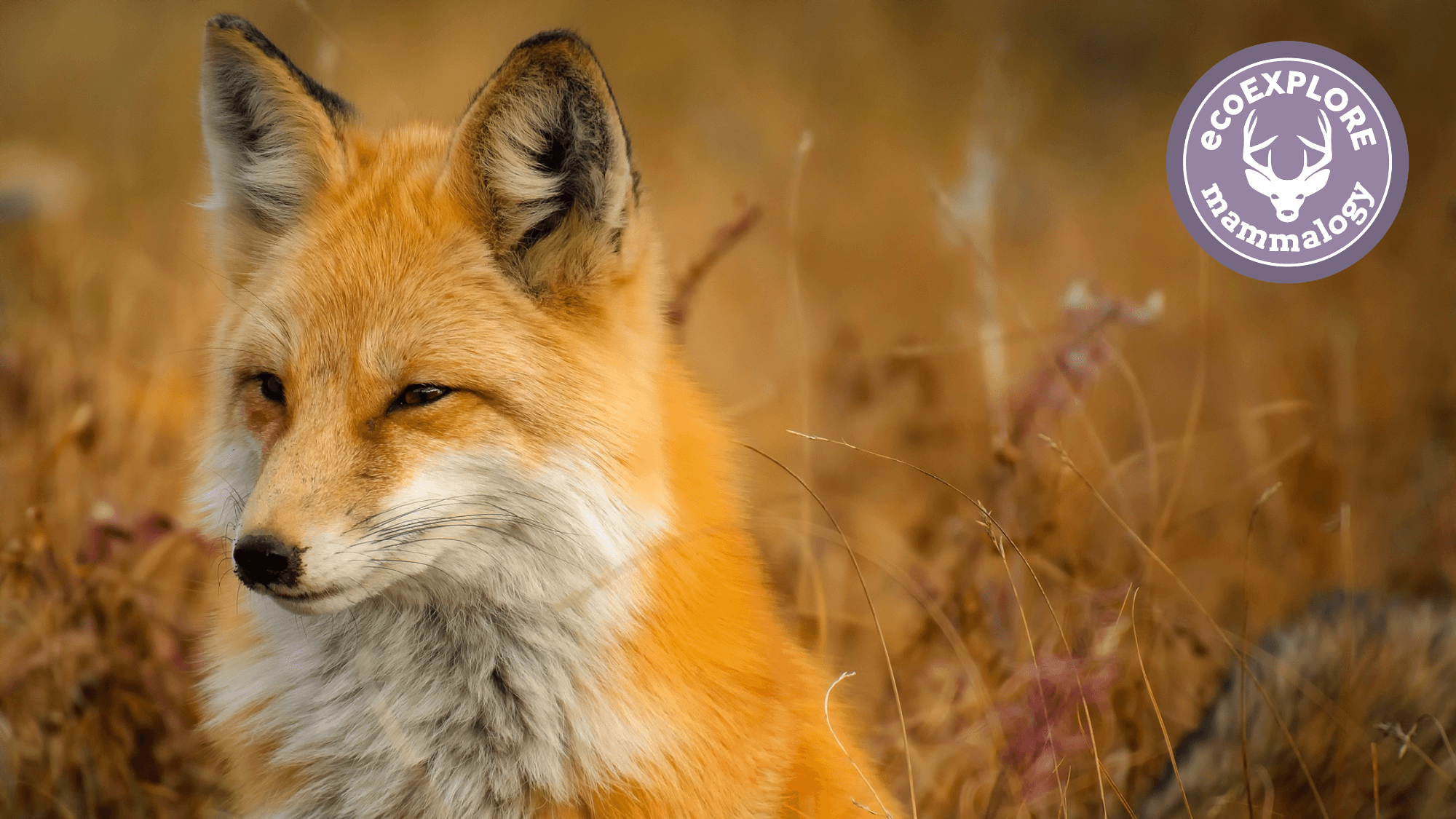 ecoEXPLORE Program: Mammalogy