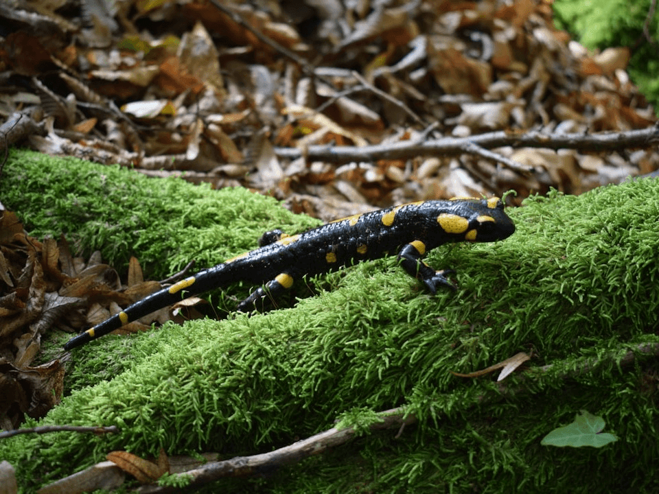 Saving our Salamanders: Natural History, Ecology, and Conservation