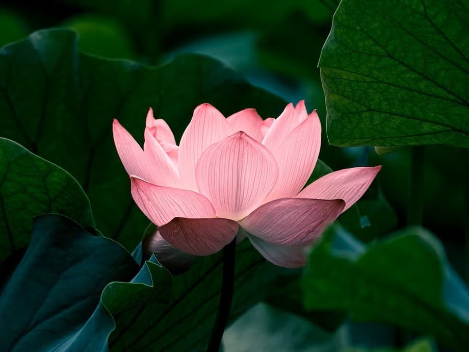 Quantum Energy Healing with Meg Thompson