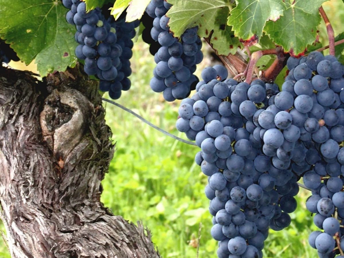 Cabernet Sauvignon Grape Class & Tasting