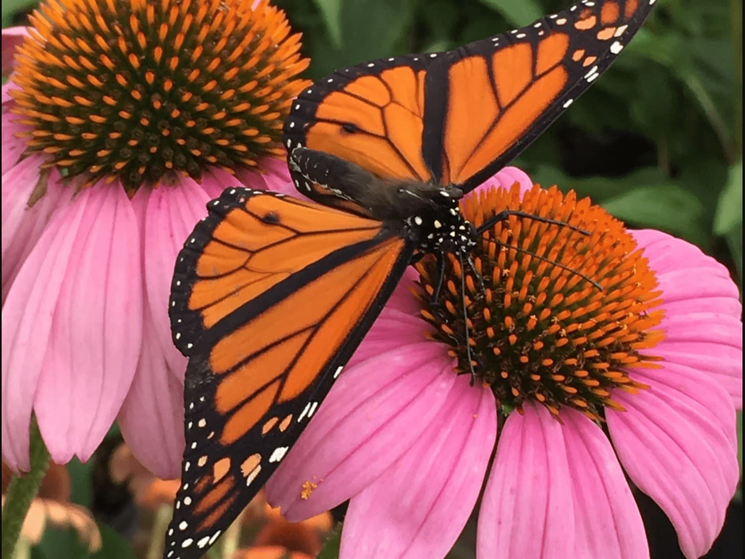 C.P.A. All About Monarchs & Their Migration with Kim Bailey