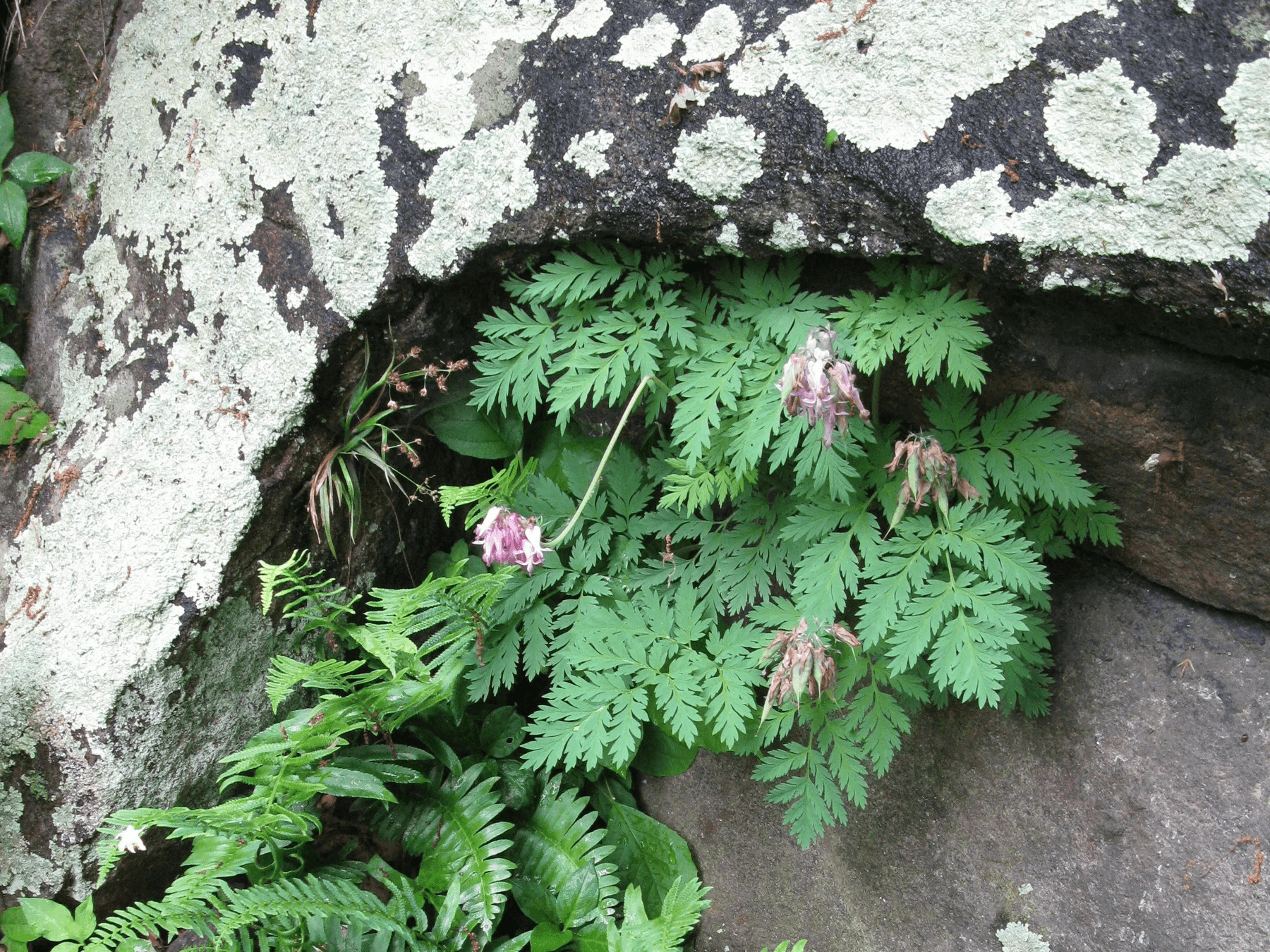 Crevice Gardens, Rock Gardens, and Xeric Plants with Ben Pick