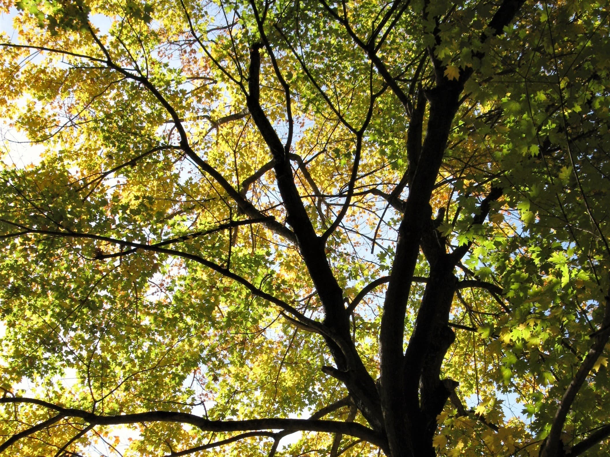 Tree Selection, Climate Change, and Helene: Growing a legacy