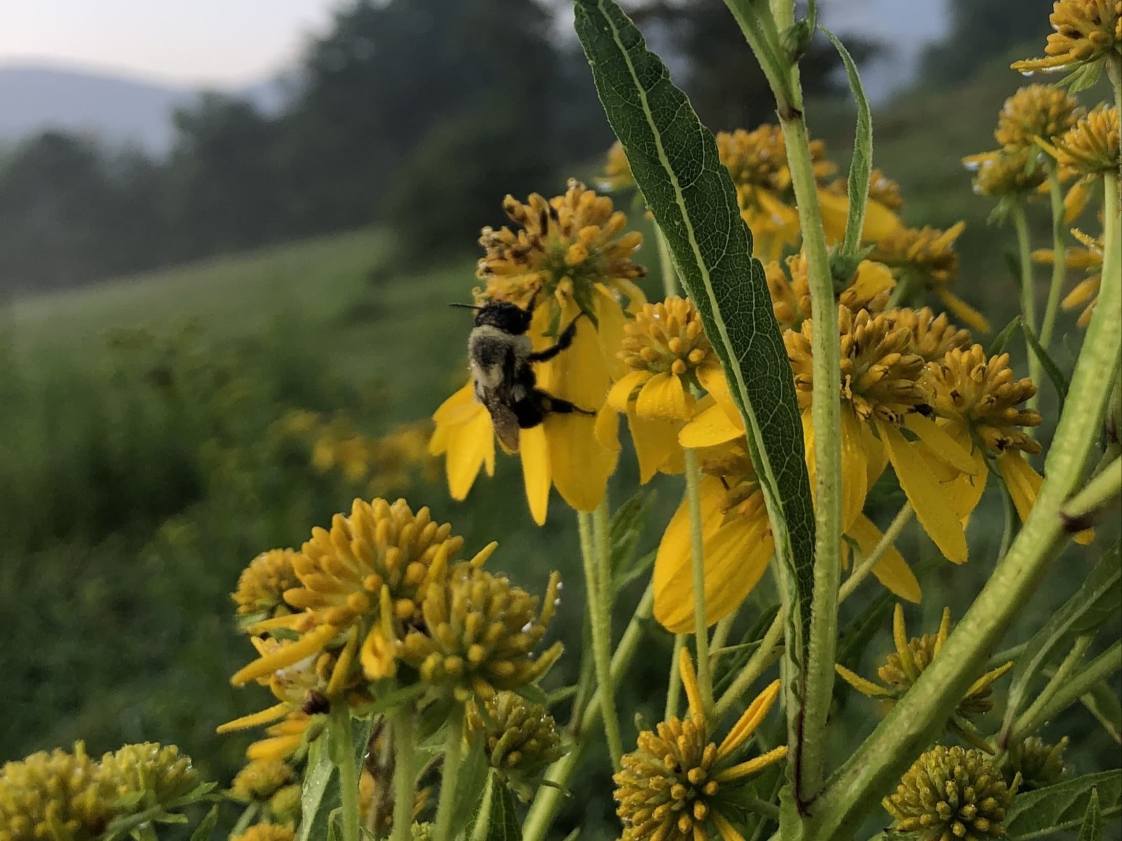 Grooming Wild Gardens: Ecological Management