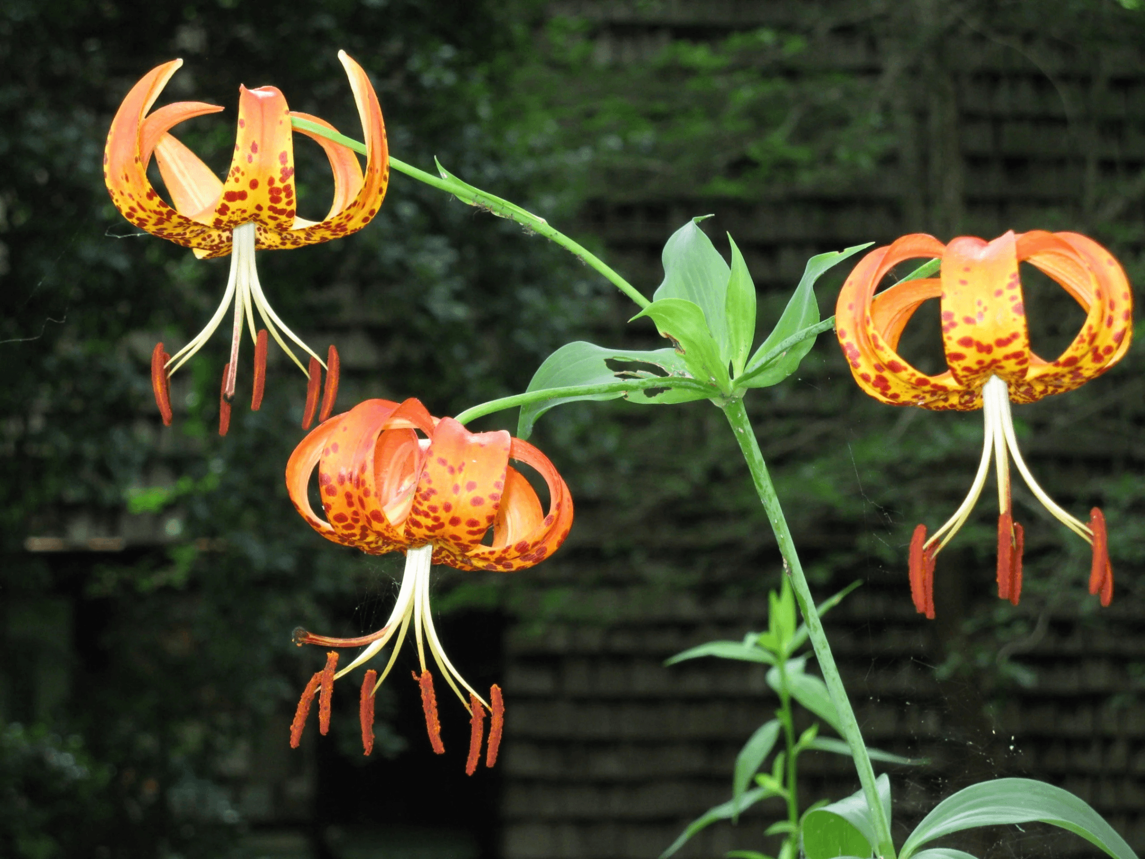 Introduction to Wildflower Identification with Gary Kauffman