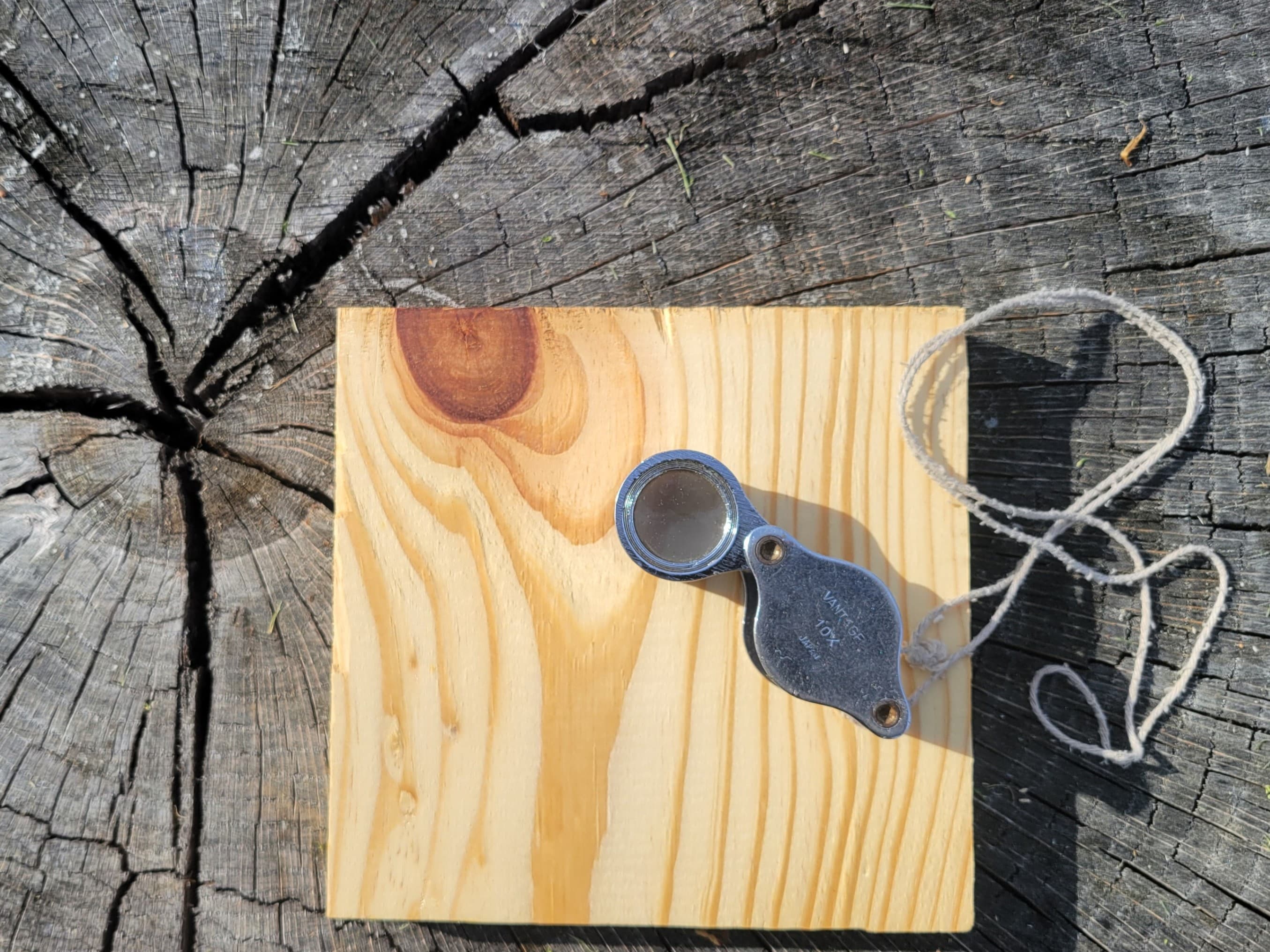 Wood ID: Structure, Strength & Use with Ron Lance