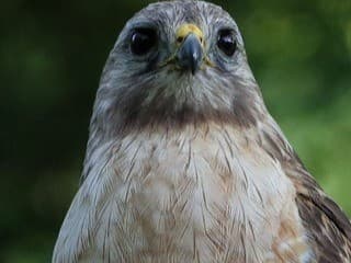 Fall Bird Walk with Dr. Andrew Laughlin