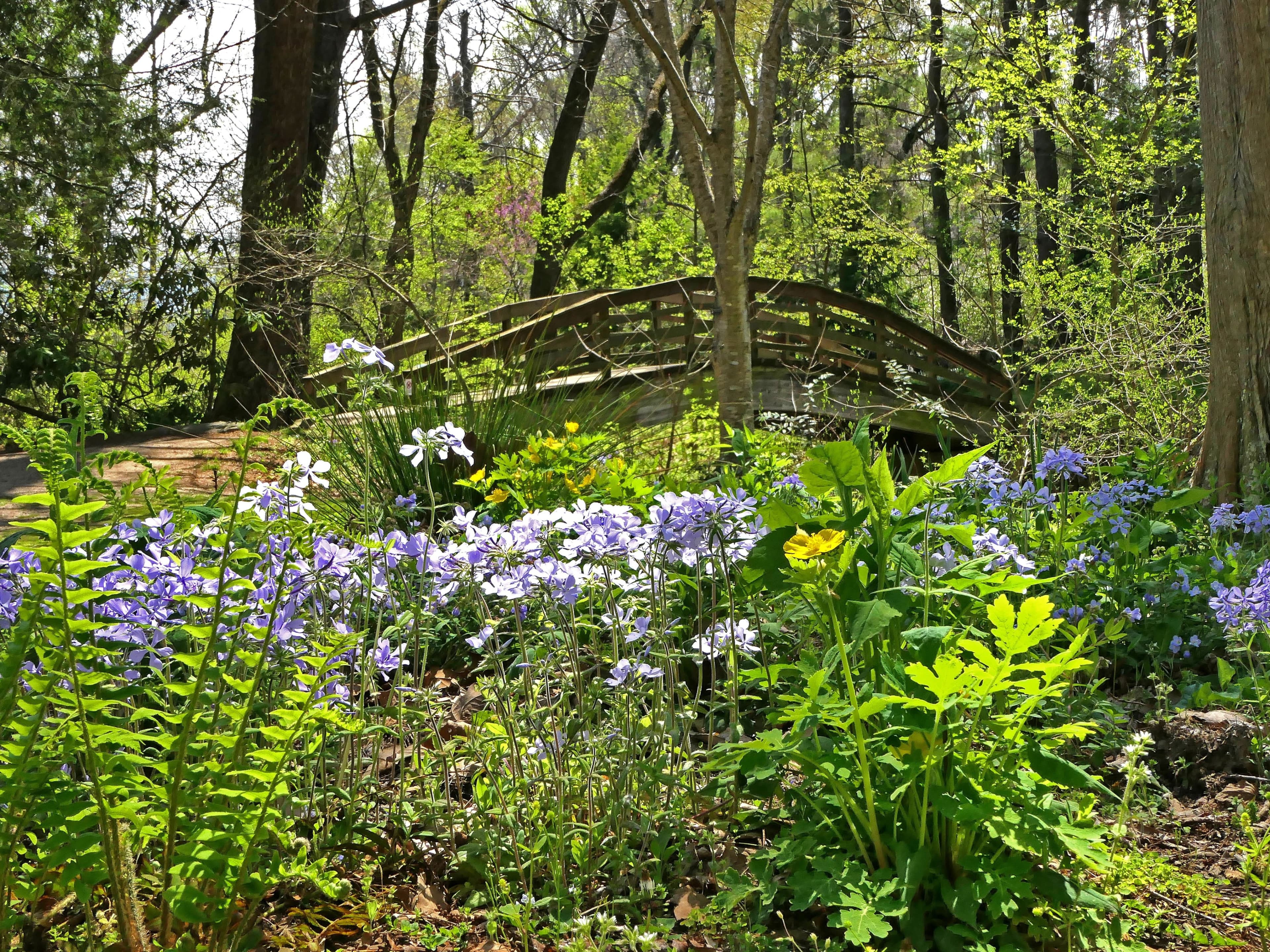 From Lawn to Meadow II: Establishment, Management & Long-Term Success