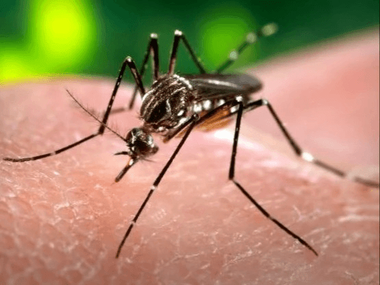 C.P.A. Series - Preventing Mosquito Outbreaks to Protect Pollinators with Rachel