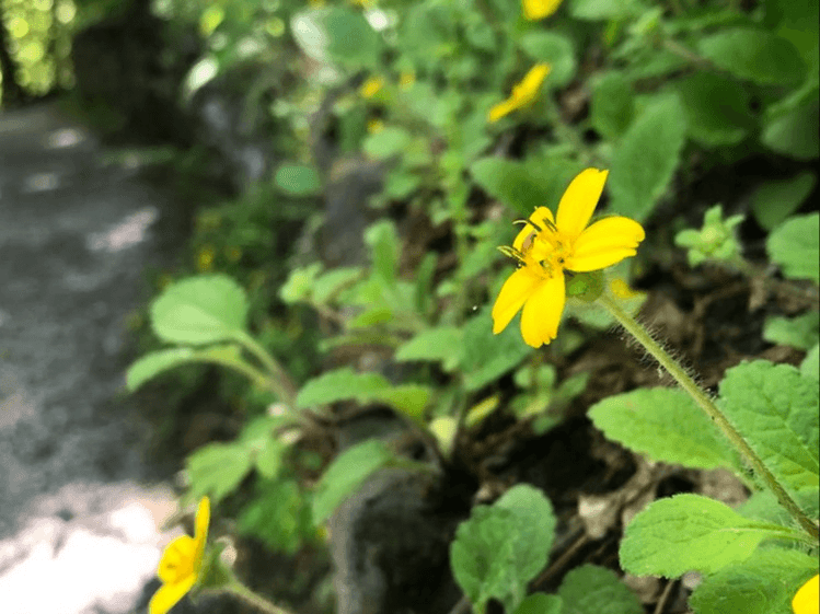 Native Groundcovers for Function and Beauty with Emily Driskill