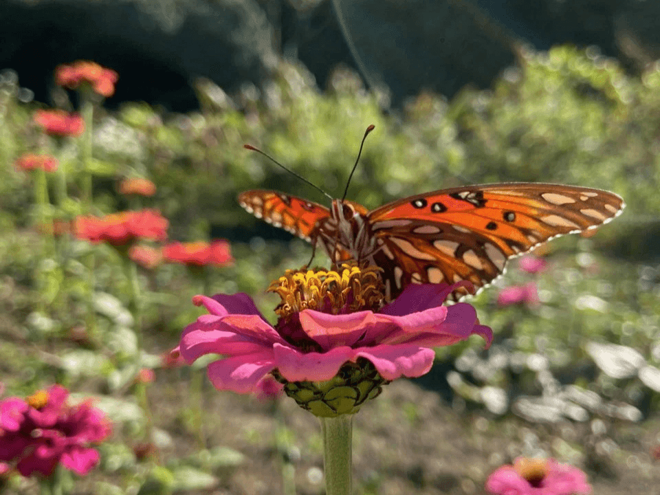 C.P.A. Series - All About Butterflies & Moths with Sharon Mammoser