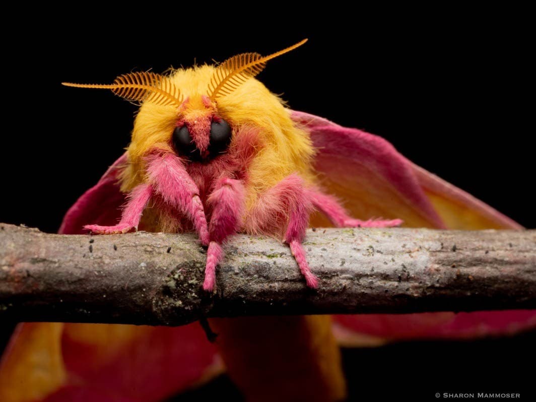 Marvelous Moth Program