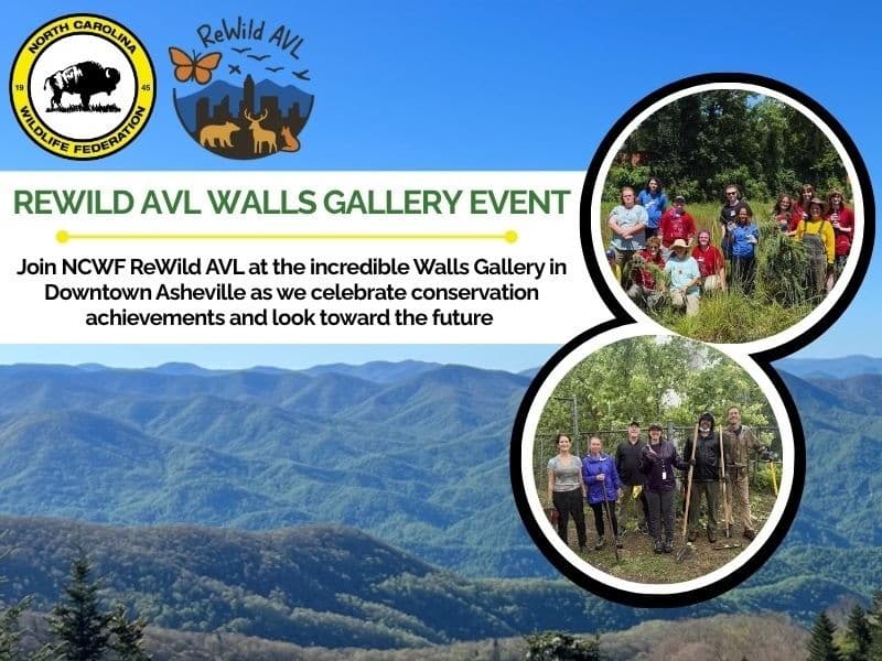 ReWild AVL Walls Gallery Event